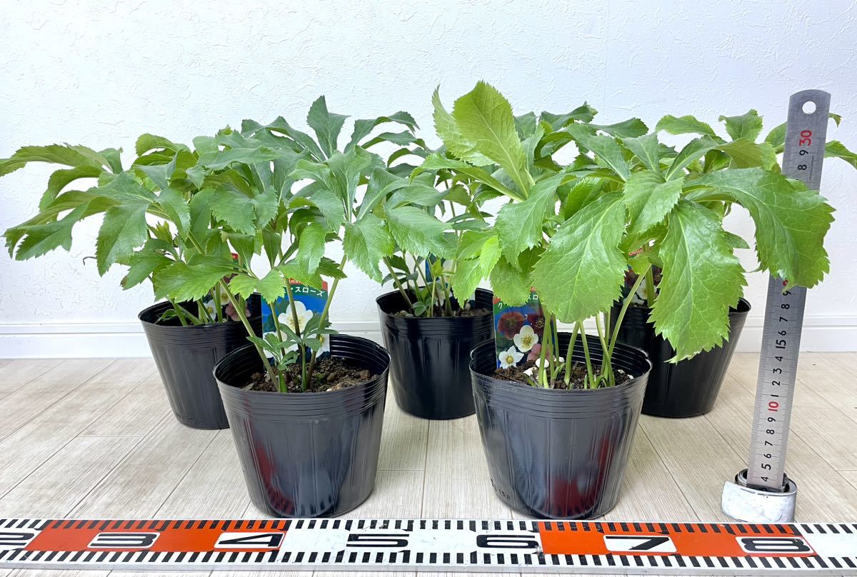 【クリスマスローズ苗　品種不明　5鉢セット　5号　現品　送料無料】