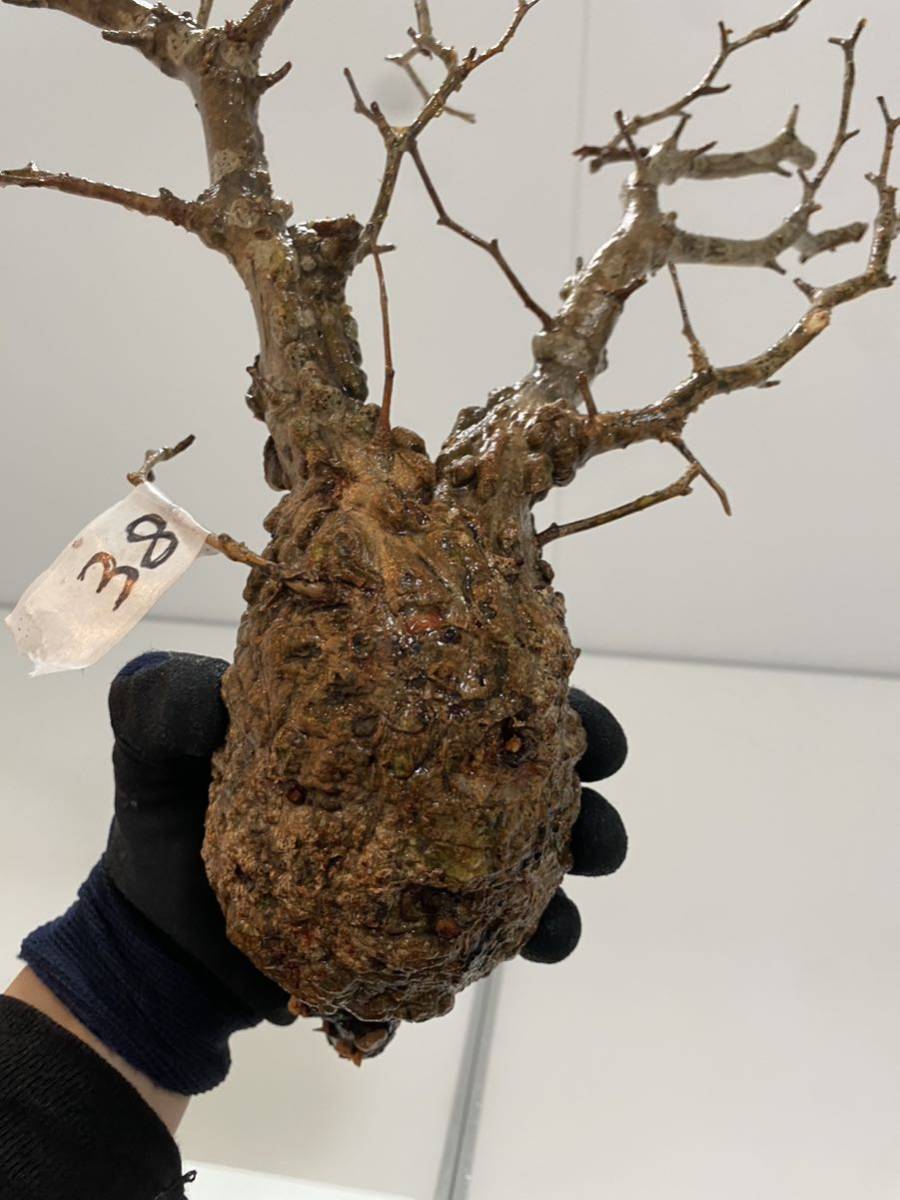 2時間限定セール FP38 オペルクリカリア パキプス 現地発根株