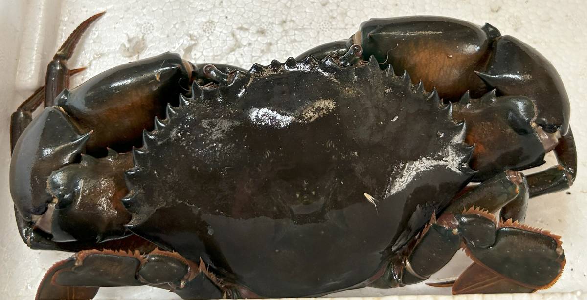 [特大]７００グラム　極上のでっかい！活きドウマンガニ　オス　アカテノコギリガザミ　１匹　どうまんがに　激安　