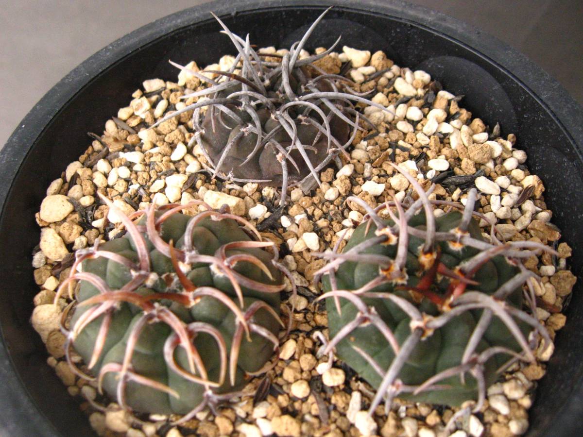 狂刺スーパーバッテリー サボテン◇狂刺バッテリー3本◇ サボテン・多肉植物）狂太刺スーパー