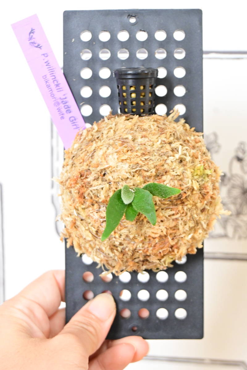 P.willinckii 'Jade Girl' sporeling③　＠ビカ森wife 板付品　ウィリンキージェイドガール　ビカクシダ