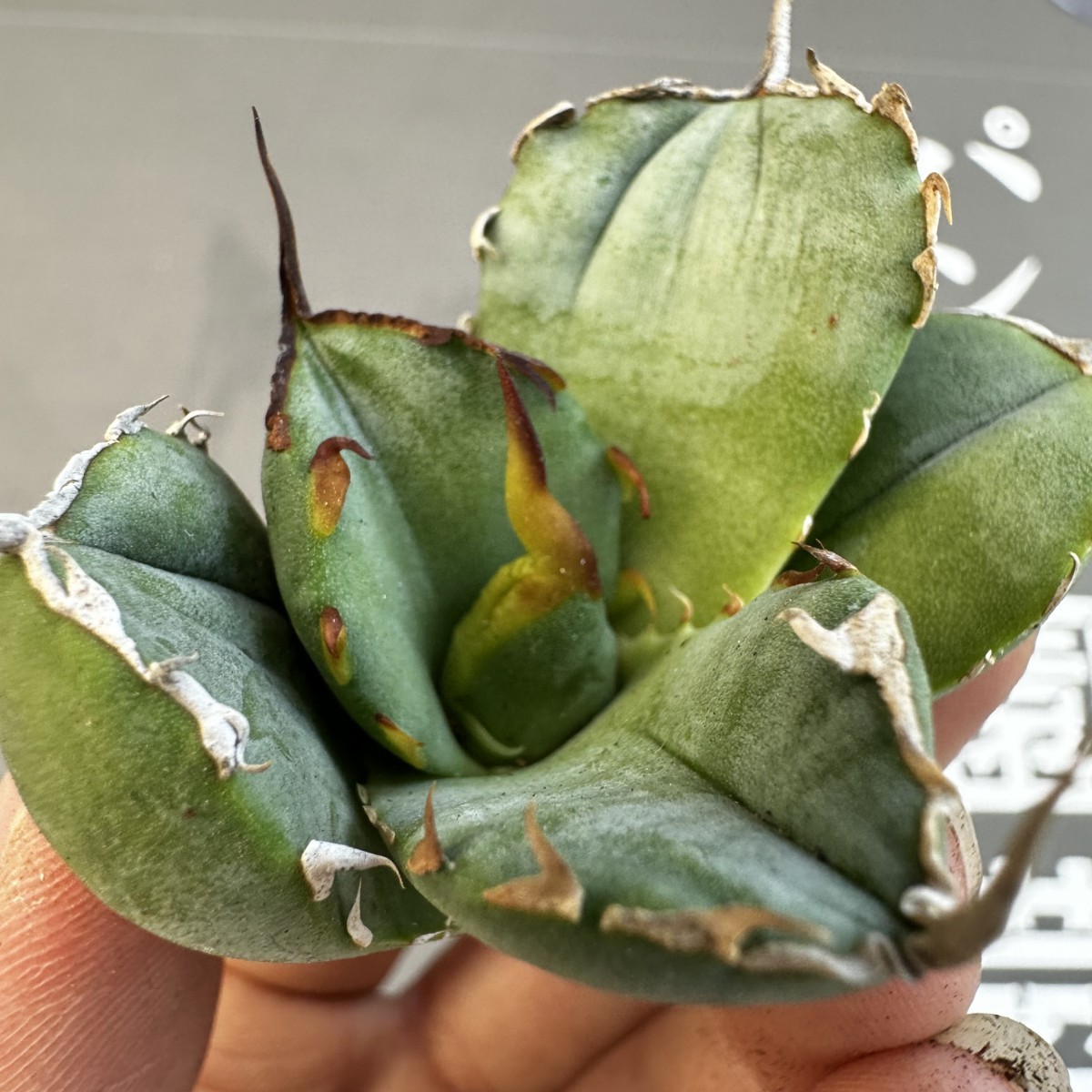 S25 【パンダ園芸】アガベ チタノタ OWL 海豹 agave titanota 寛葉厳龍