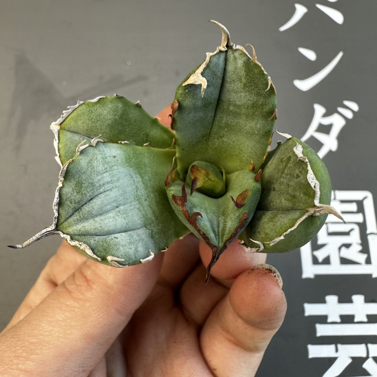 S25 【パンダ園芸】アガベ チタノタ OWL 海豹 agave titanota 寛葉厳龍