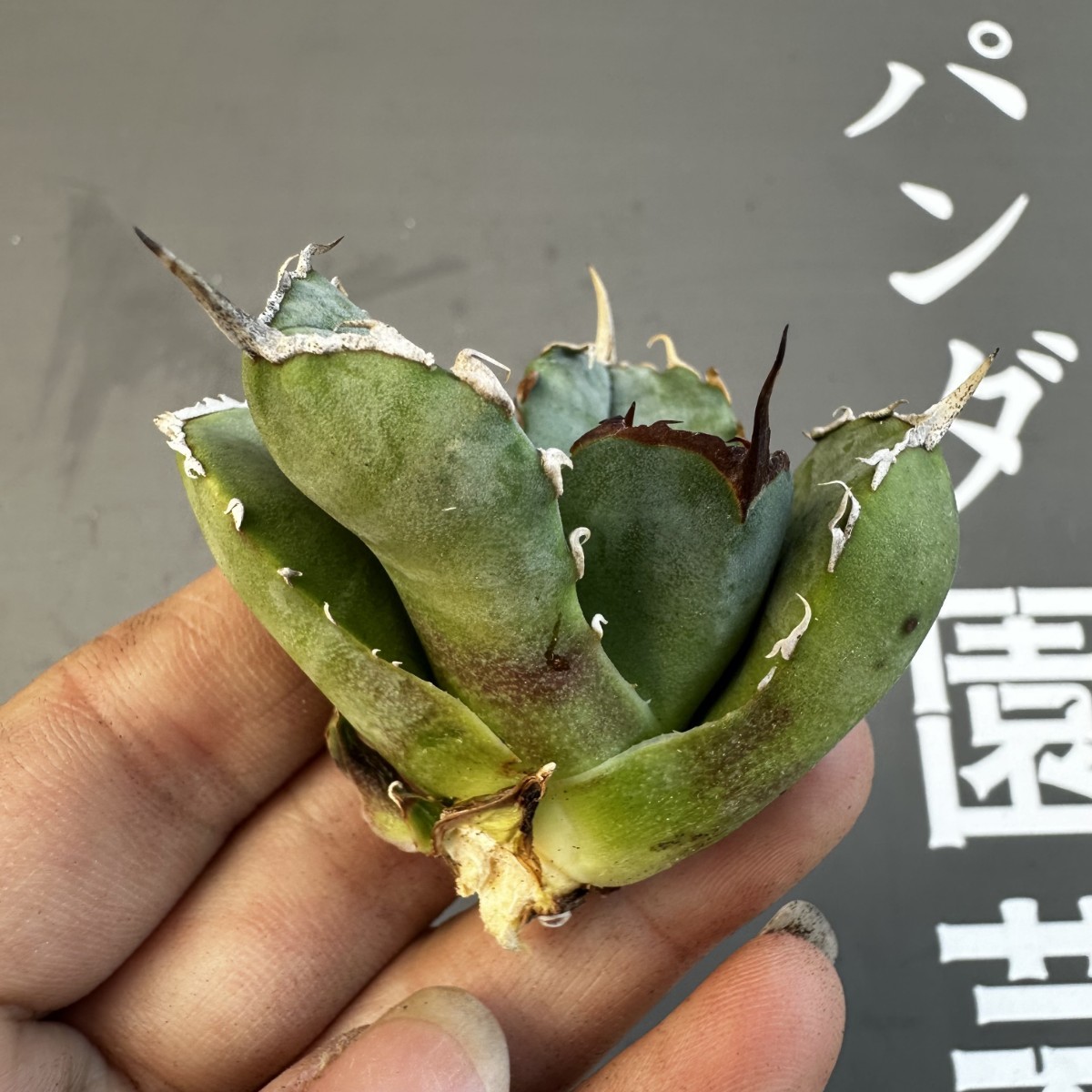 S25 【パンダ園芸】アガベ チタノタ OWL 海豹 agave titanota 寛葉厳龍