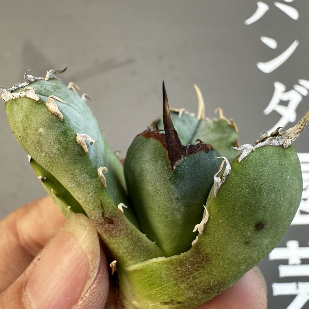 S25 【パンダ園芸】アガベ チタノタ OWL 海豹 agave titanota 寛葉厳龍
