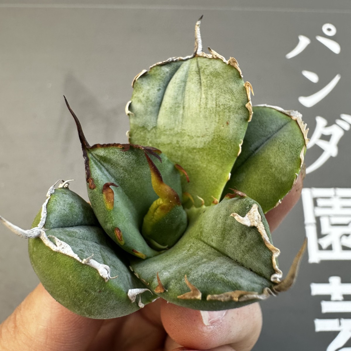 agave titanota 海豹 owl S25 【パンダ園芸】アガベ チタノタ OWL 海豹 agave titanota 寛葉厳龍