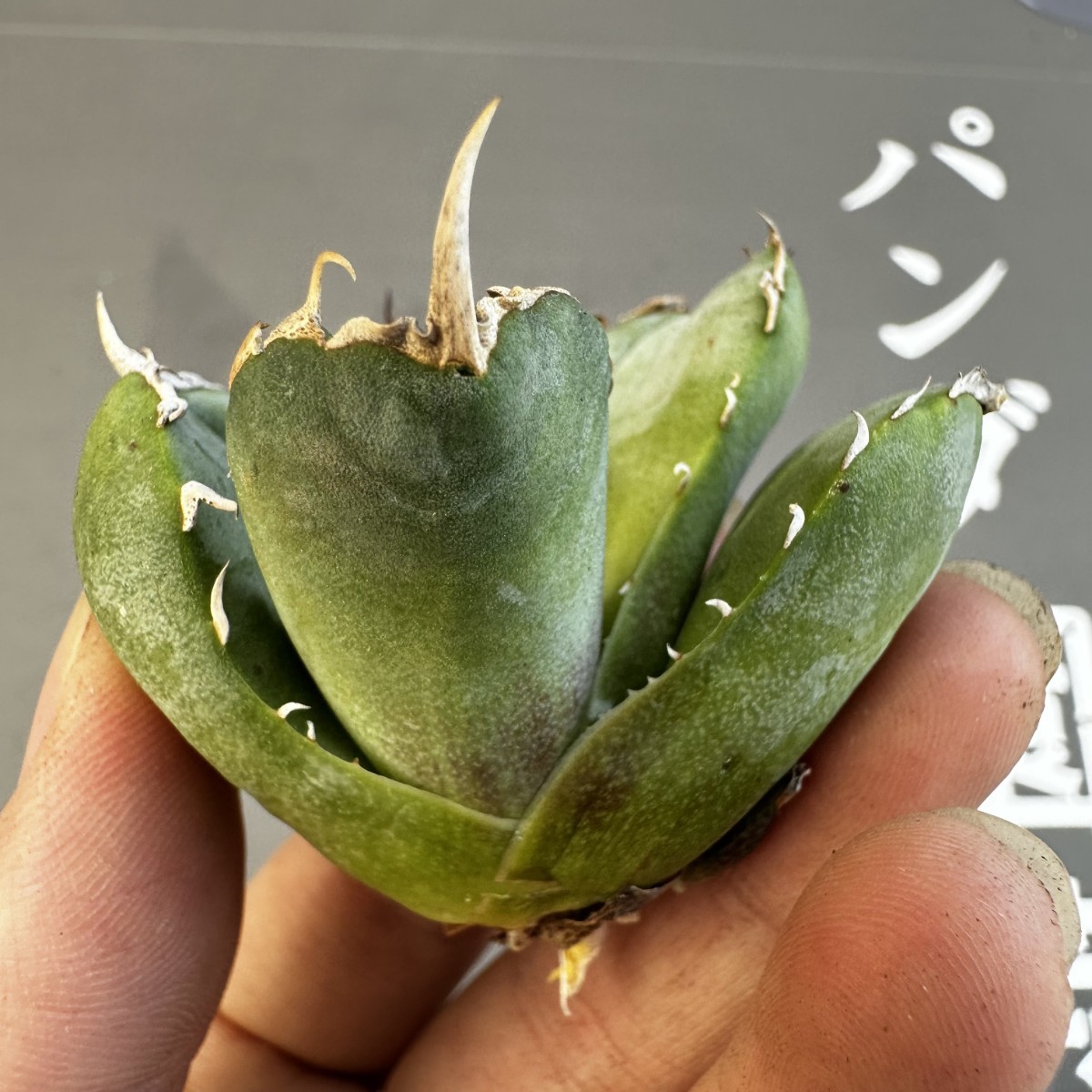 S25 【パンダ園芸】アガベ チタノタ OWL 海豹 agave titanota 寛葉厳龍