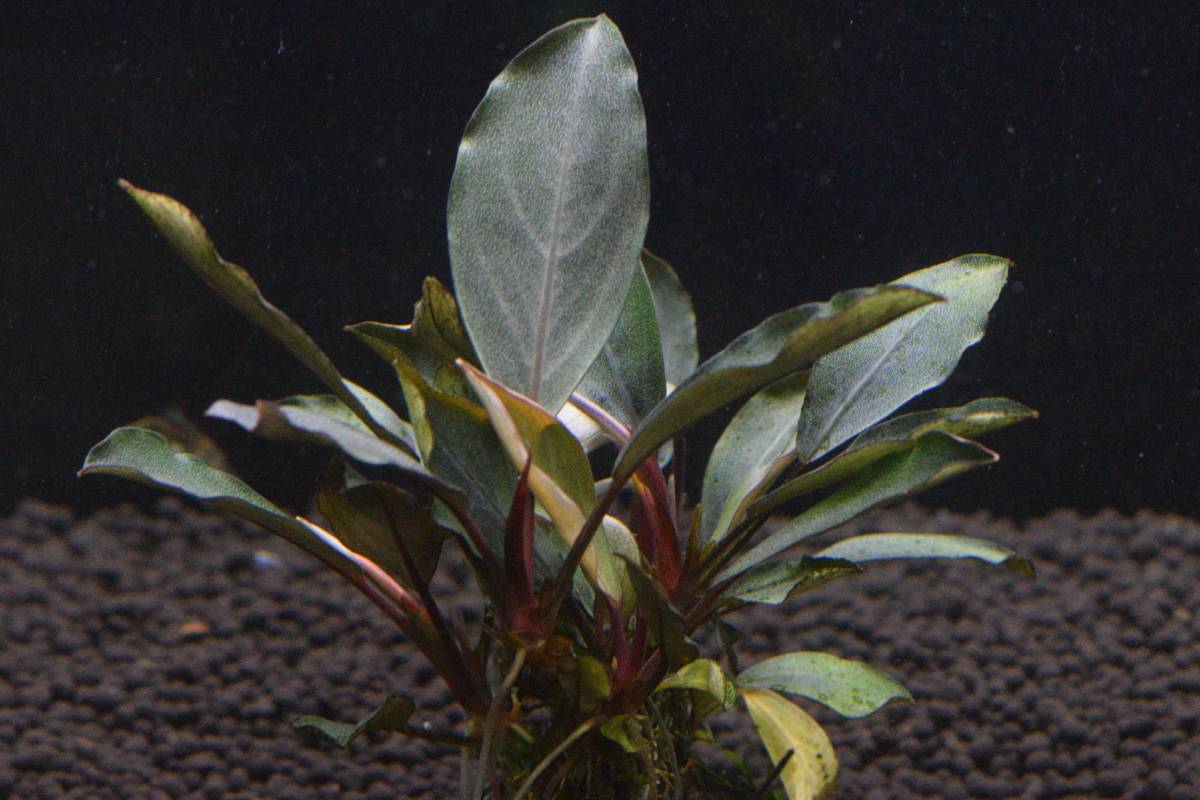 TB便】Bucephalandra sp. Pearl gray 『パールグレイ』