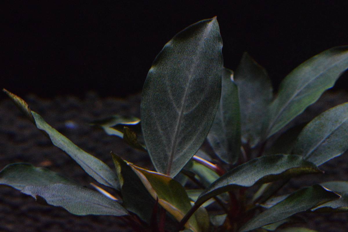 TB便】Bucephalandra sp.Pearl gray パールグレイ 【公式通販】