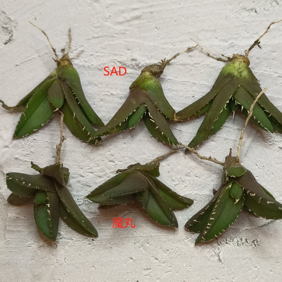 【飛竜園】F-170アガベ チタノタ SAD 南アフリカダイアモンド 3子株 + 魔丸 極上 3子株 6株同梱 （組織培養株 ）