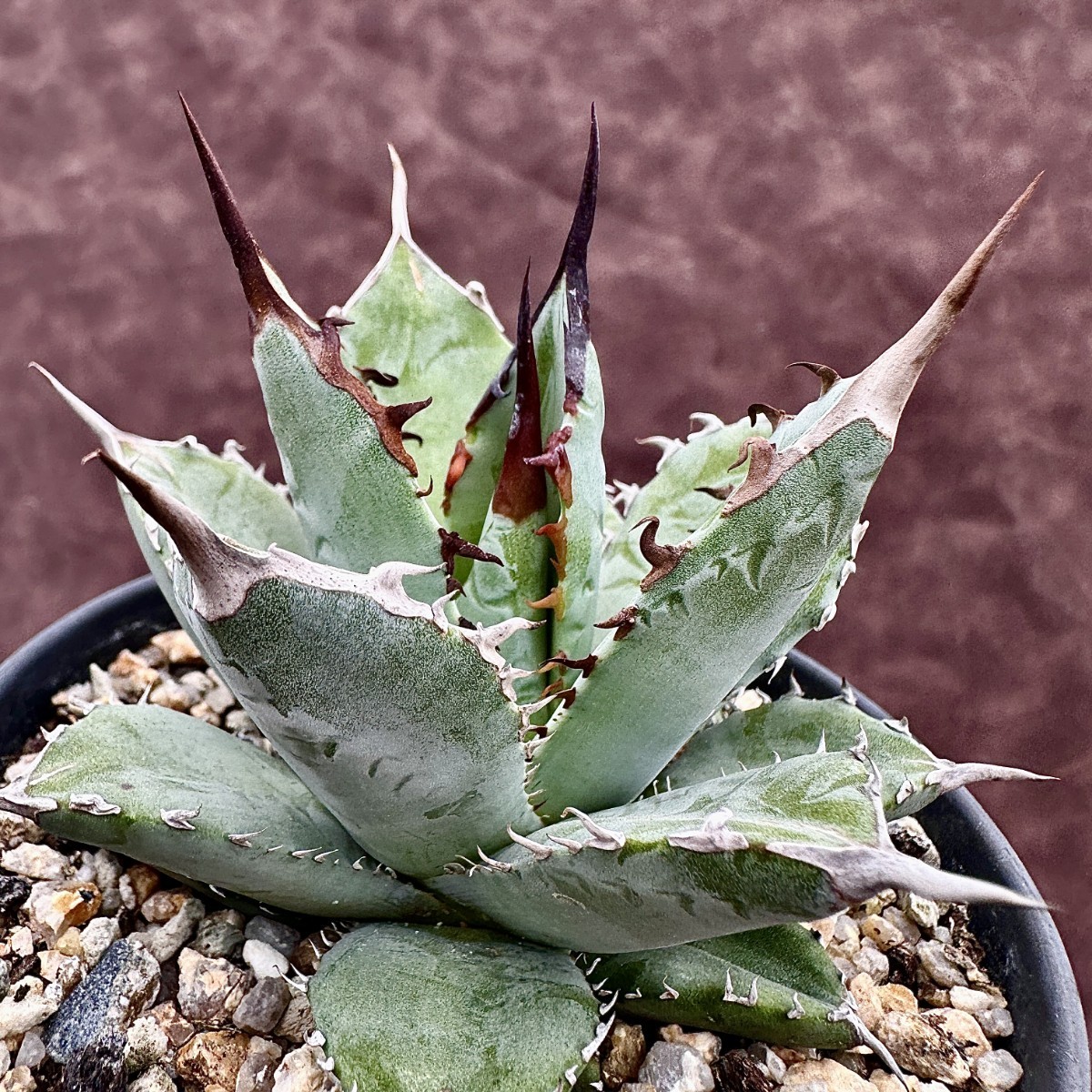 61D アガベ チタノタ オアハカ産オテロイ Oaxaca oteroi メキシコ