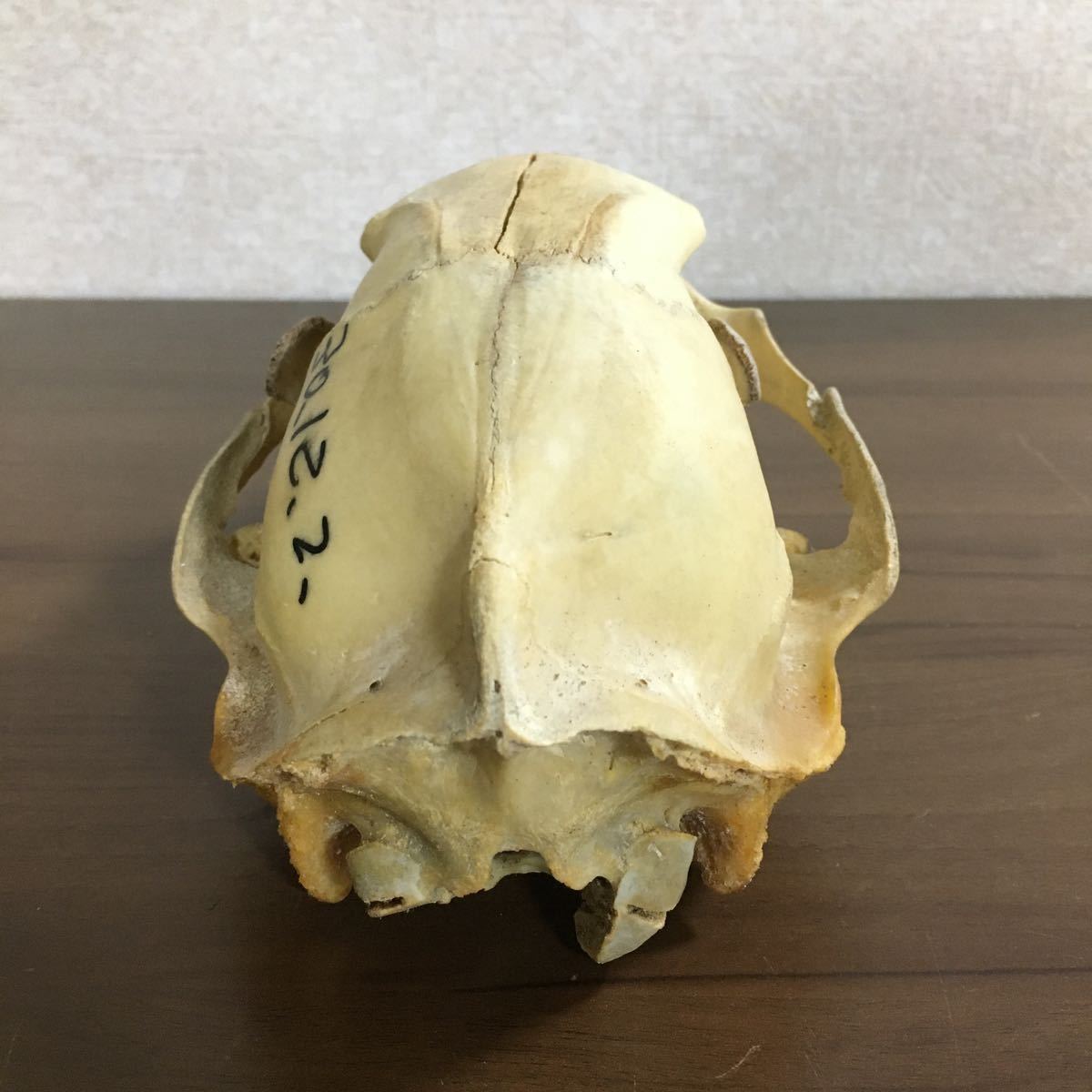 超希少品天然国産 ツキノワグマ 頭蓋骨(子グマ) 超希少品天然国産
