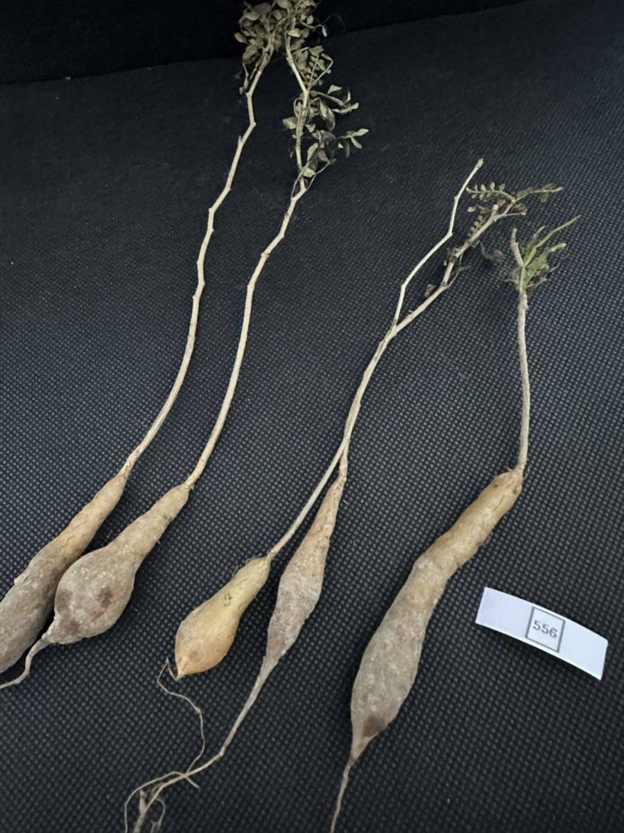 塊根植物 オペルクリカリア　パキプス Operculicarya pachypus 実生株 5株　No.556 12月27日撮影