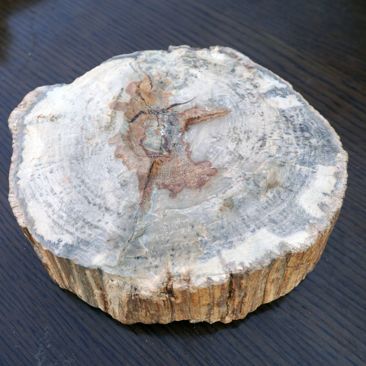 【送料込み】 化石の灰皿[その2] 小物入れ 石皿 珪化木？_3