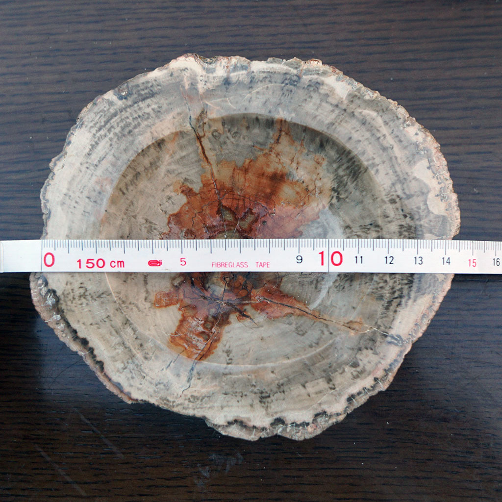 【送料込み】 化石の灰皿[その2] 小物入れ 石皿 珪化木？_4