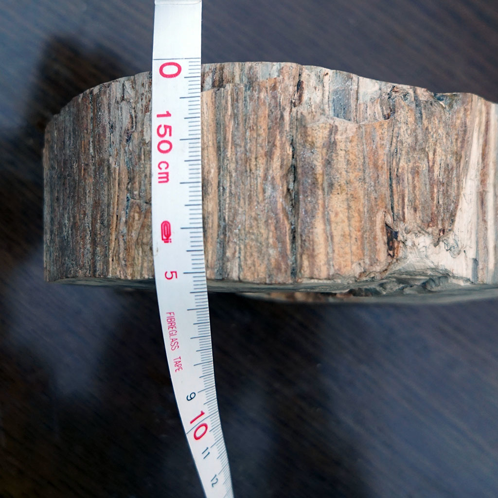 【送料込み】 化石の灰皿[その2] 小物入れ 石皿 珪化木？_5