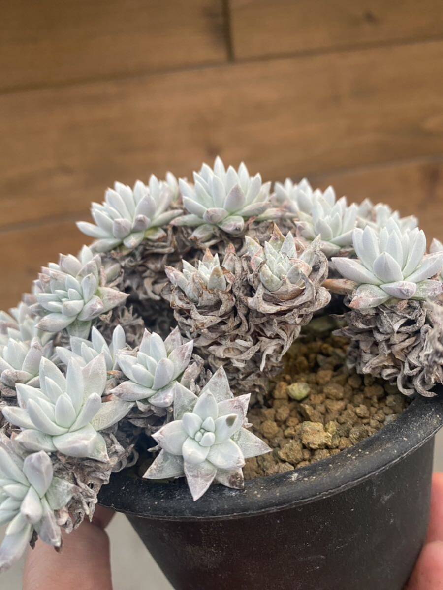 ダドレア グリーニー Dudleya greenei 多肉植物 サボテン (サボテン