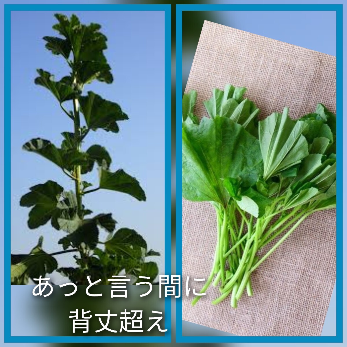 おかのり苗５株　 家庭菜園　農薬不使用　年中収穫　栄養健康野菜　焼き肉　_2