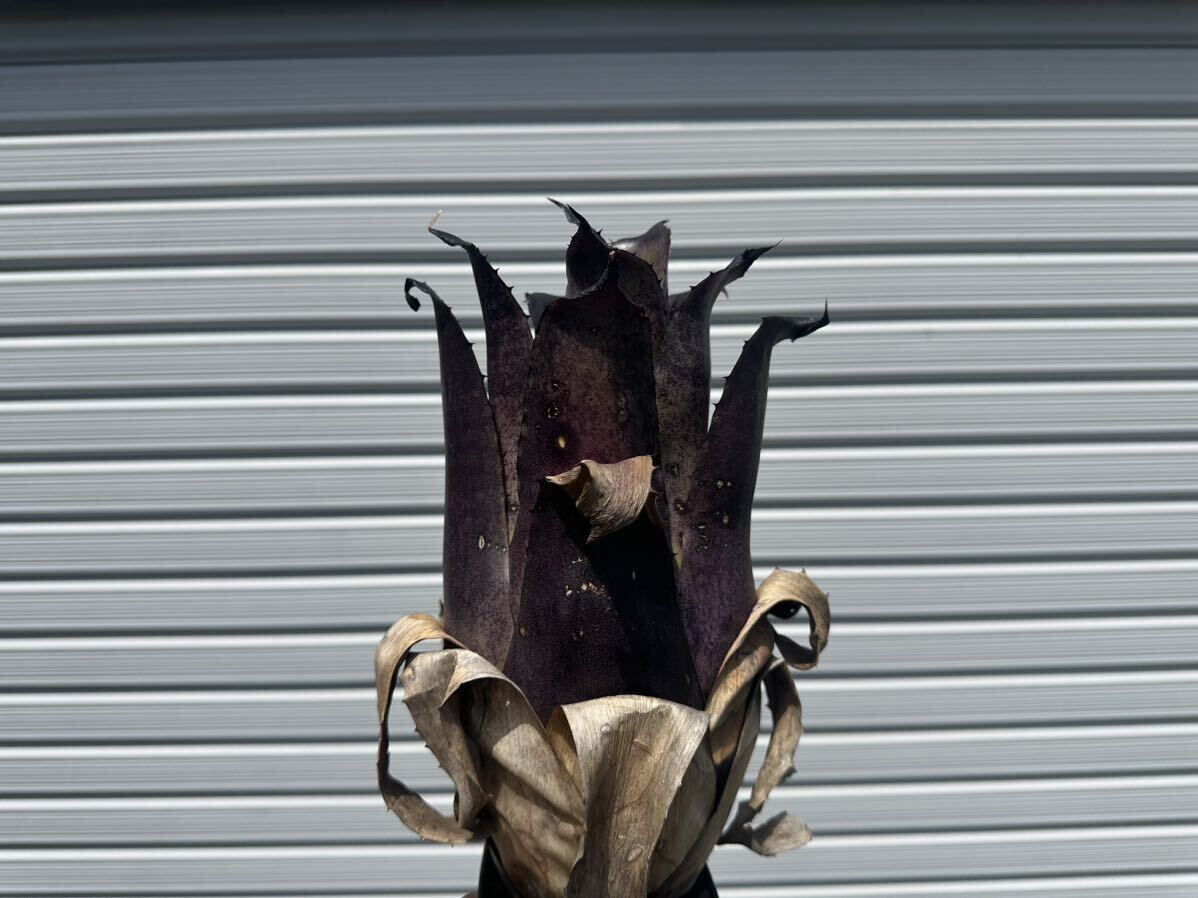 ○ Hohenbergia Leopoldo-Horstii 'Black Form' ホヘンベルギア　レオポルドホルスティ　ブラックフォーム_1