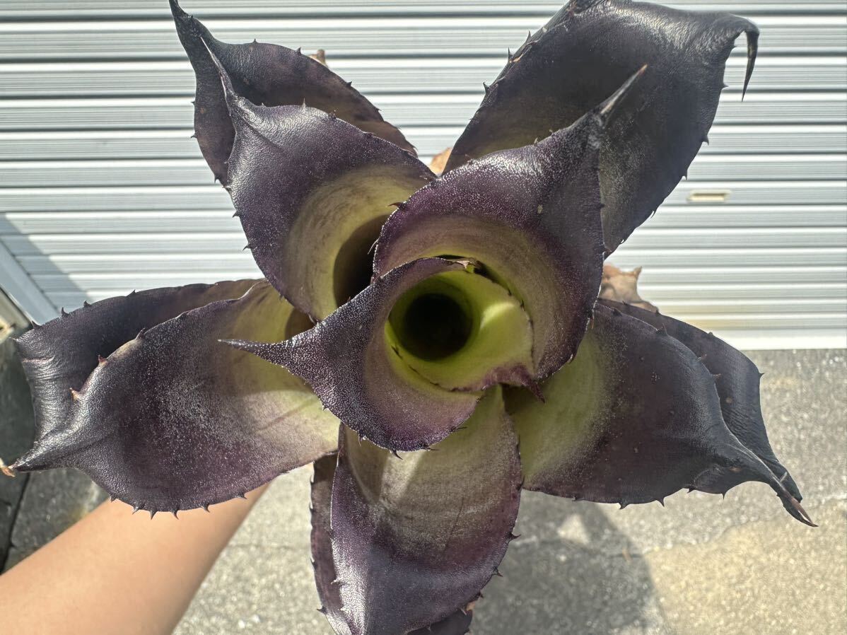 ○ Hohenbergia Leopoldo-Horstii 'Black Form' ホヘンベルギア　レオポルドホルスティ　ブラックフォーム_2