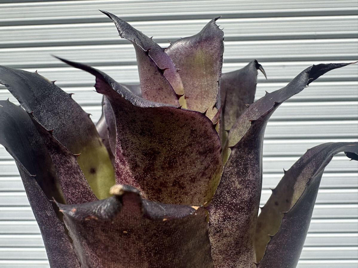 ○ Hohenbergia Leopoldo-Horstii 'Black Form' ホヘンベルギア　レオポルドホルスティ　ブラックフォーム_3