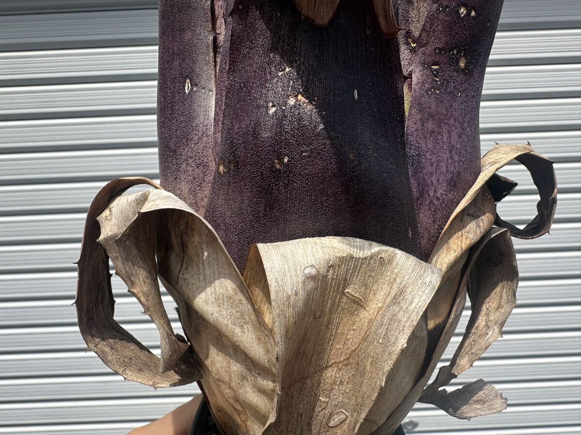 ○ Hohenbergia Leopoldo-Horstii 'Black Form' ホヘンベルギア　レオポルドホルスティ　ブラックフォーム_4