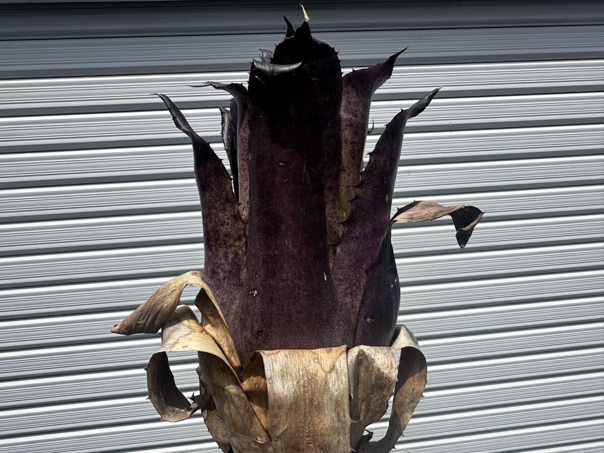 ○ Hohenbergia Leopoldo-Horstii 'Black Form' ホヘンベルギア　レオポルドホルスティ　ブラックフォーム_5