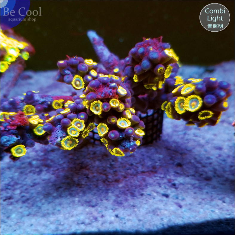 B28 マメスナギンチャク（10cm前後）(海水魚)｜売買された 