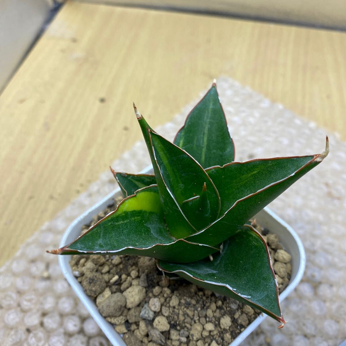 サンスベリア タワー 斑入 Tower Variegated 【公式通販】