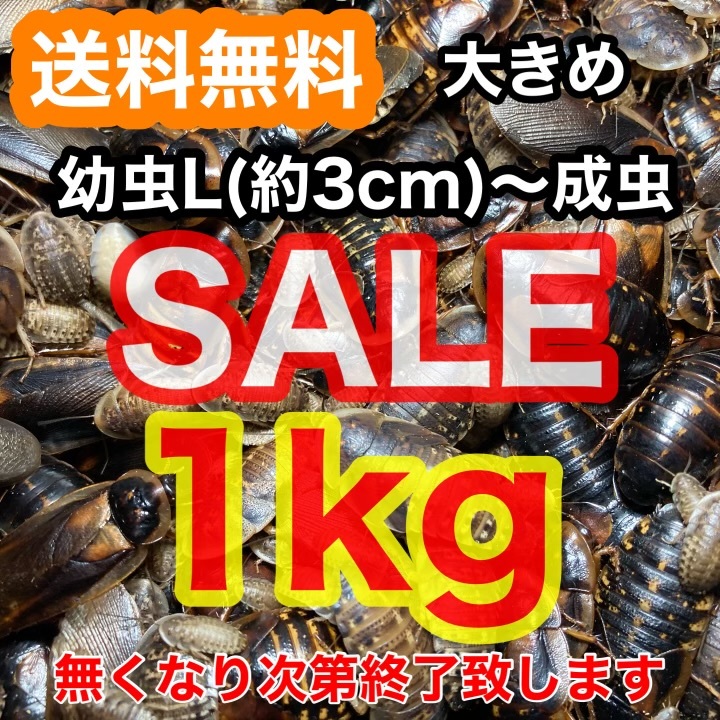 【SALE】☆送料無料☆【大きめデュビア】幼虫L～成虫1kg(サイズMIX)+死着保証1割《匹数(量)は説明欄を御参考下さい》_1