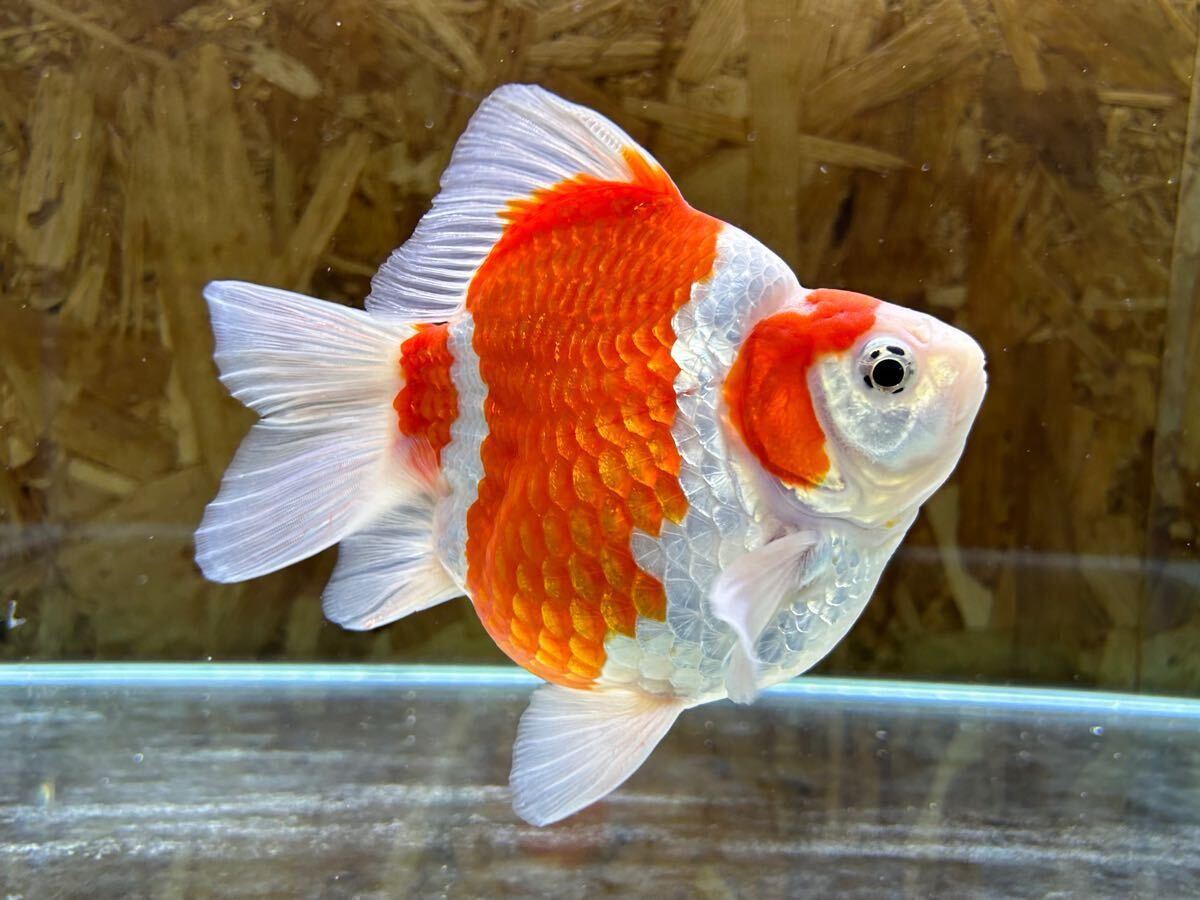 金子養鯉場産　玉サバ　2歳　約15cm 生産証明書付き　7_1