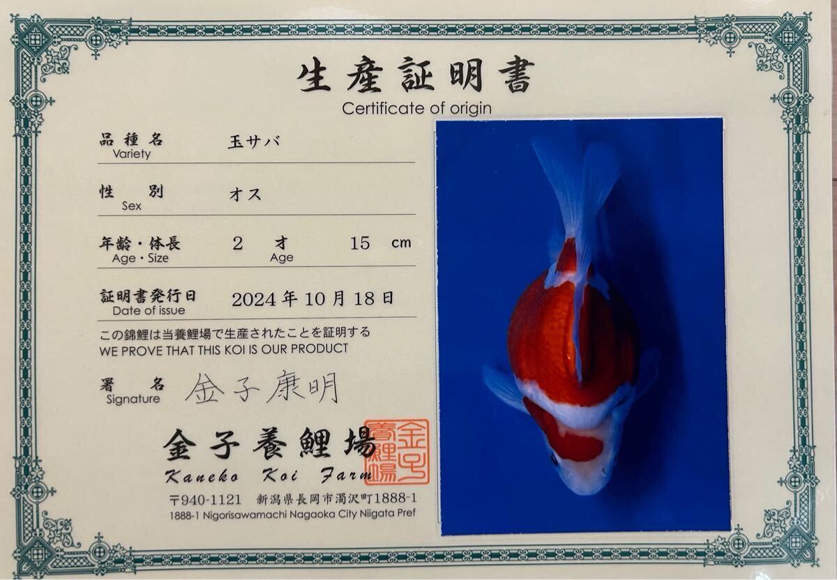金子養鯉場産　玉サバ　2歳　約15cm 生産証明書付き　7_10