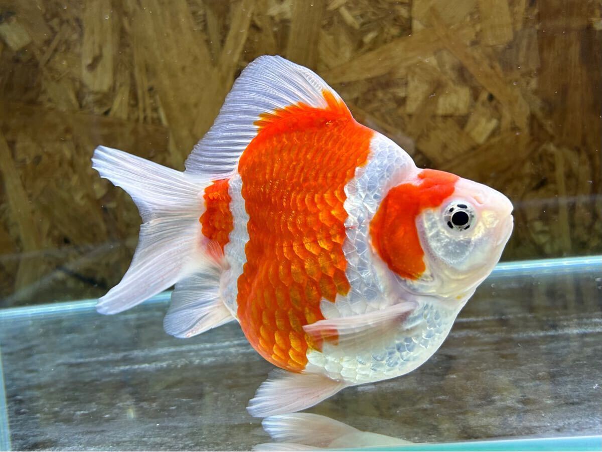 金子養鯉場産　玉サバ　2歳　約15cm 生産証明書付き　7_2