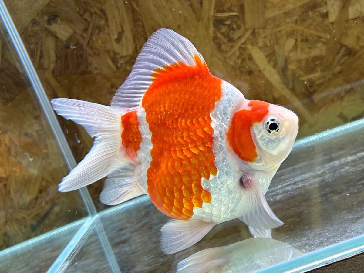 金子養鯉場産　玉サバ　2歳　約15cm 生産証明書付き　7_4