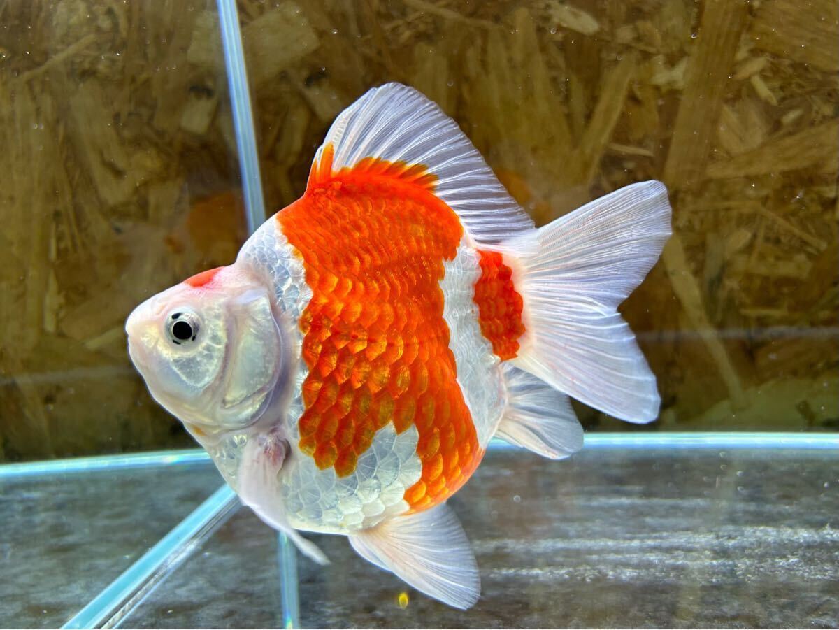 金子養鯉場産　玉サバ　2歳　約15cm 生産証明書付き　7_5