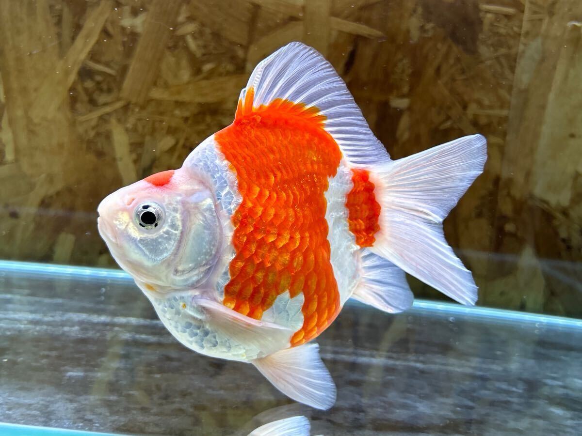 金子養鯉場産　玉サバ　2歳　約15cm 生産証明書付き　7_6