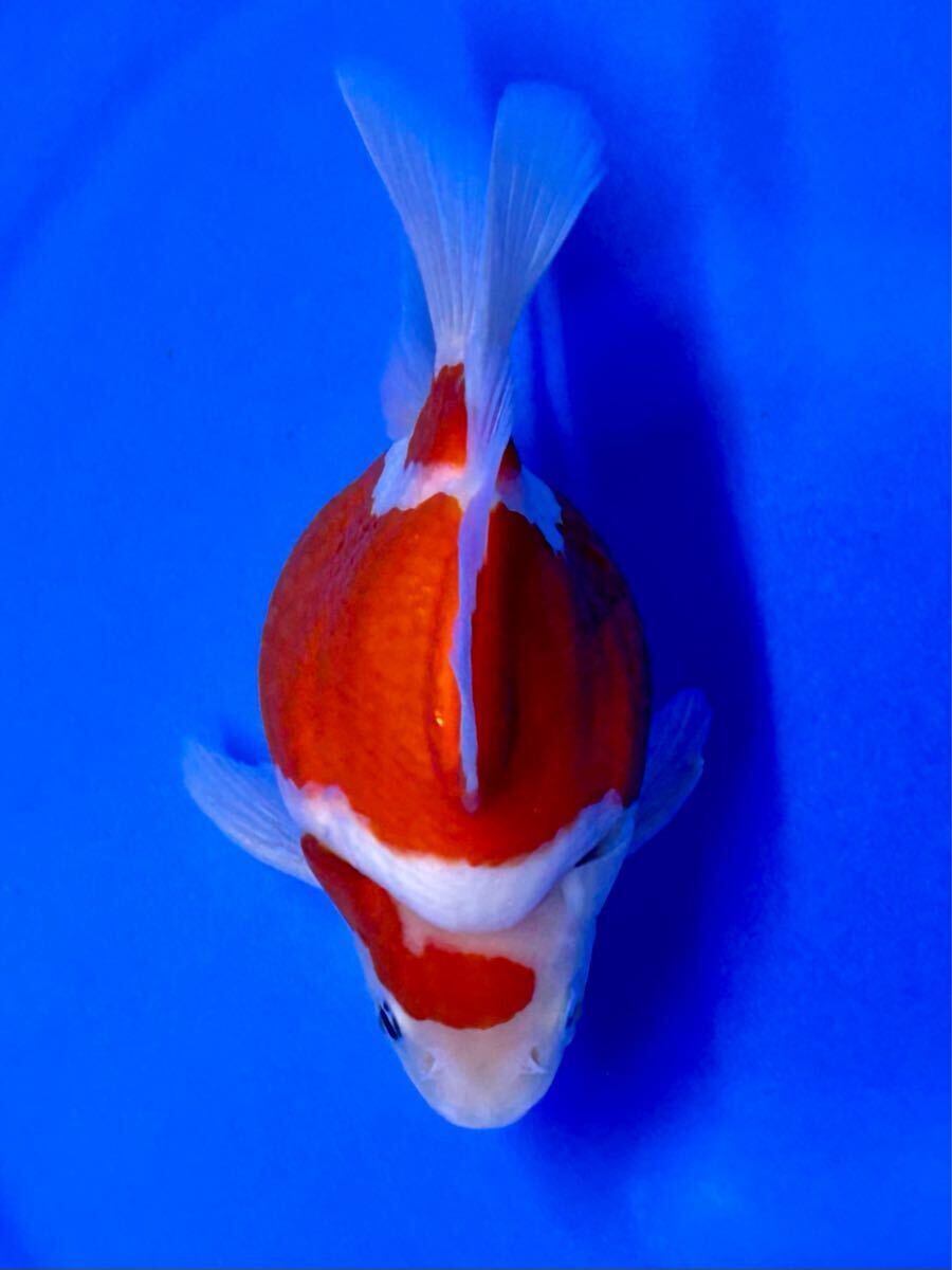 金子養鯉場産　玉サバ　2歳　約15cm 生産証明書付き　7_8