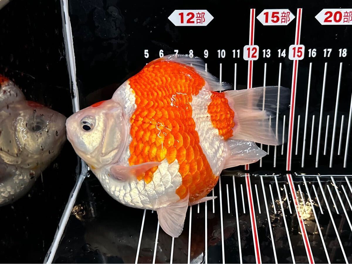 金子養鯉場産　玉サバ　2歳　約15cm 生産証明書付き　7_9