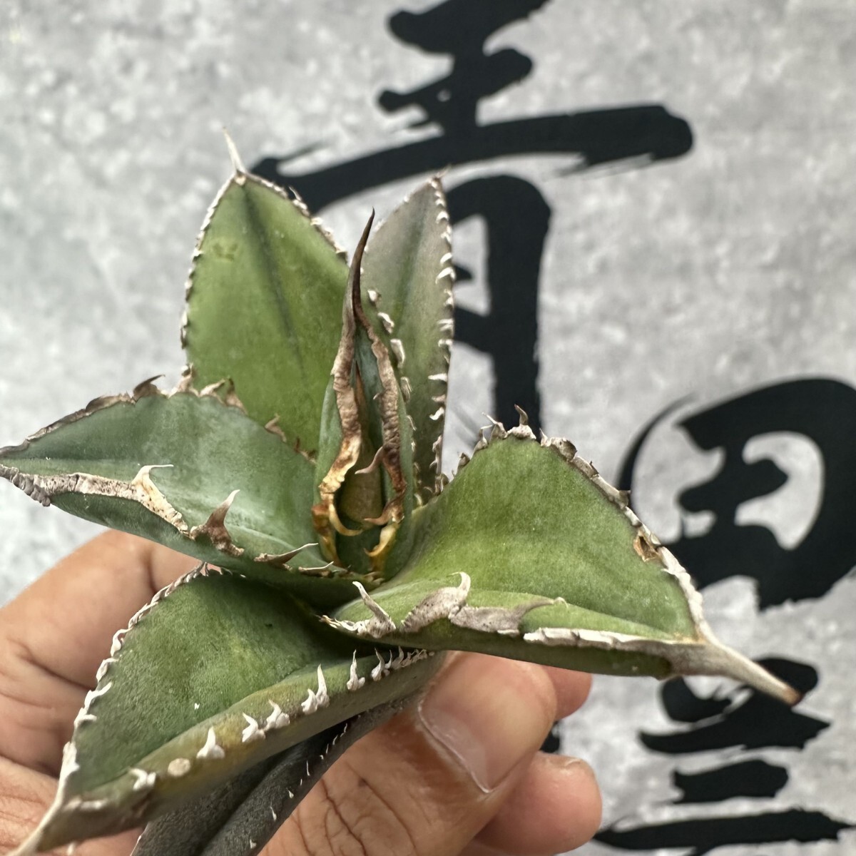 AJ32 【青田園芸】アガベ チタノタ 緑幽霊 強棘 優良血統 メリクロン