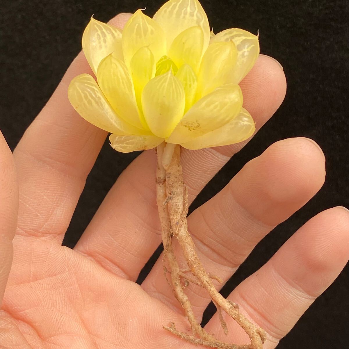 【最新作，2025】 N47 多肉植物 ハオルチア 白蛇伝 鮮明斑錦 極上斑(サボテン)｜売買されたオークション情報、yahooの商品情報をアーカイブ公開 - オークファン サボテン