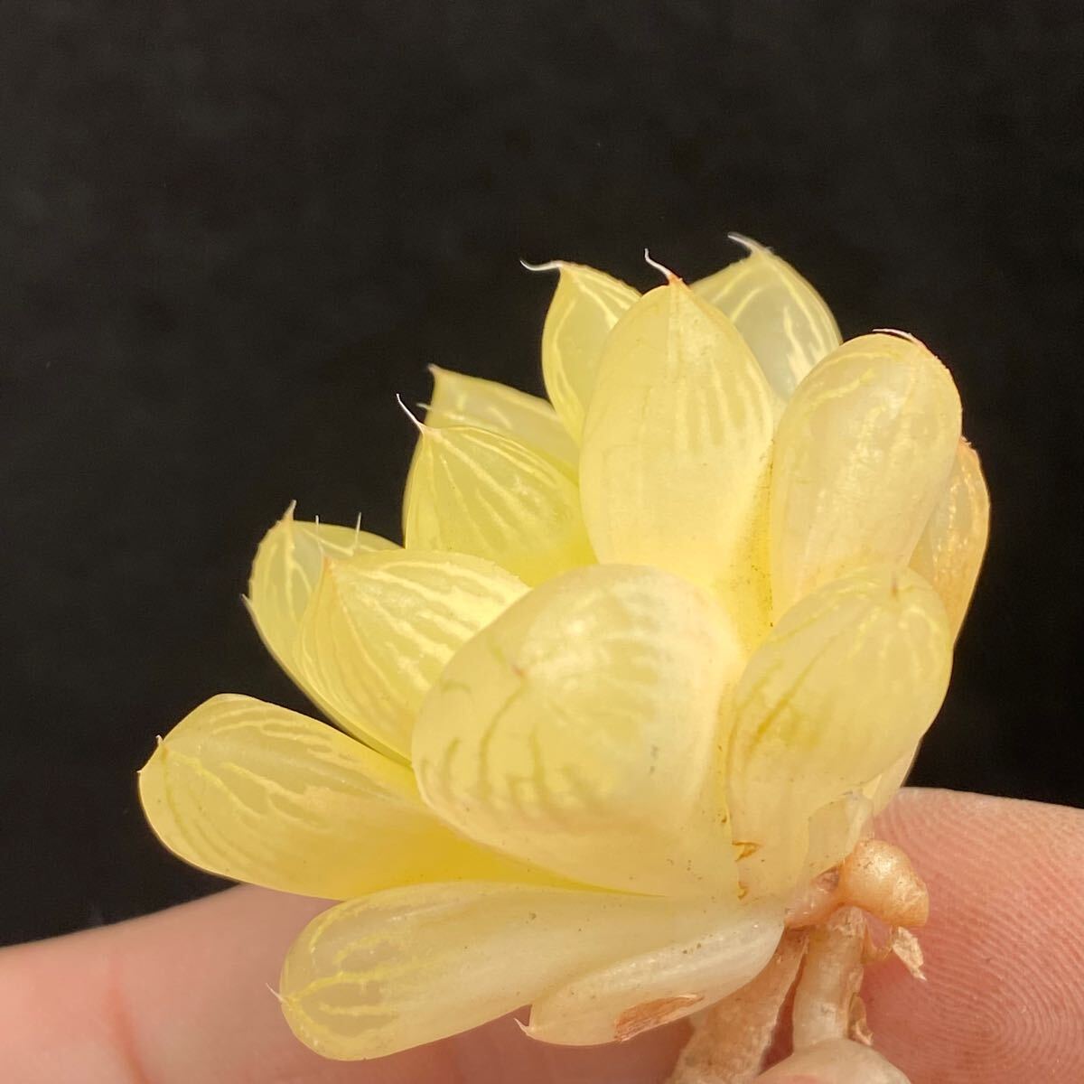 大得価，人気 N47 多肉植物 ハオルチア 白蛇伝 鮮明斑錦 極上斑