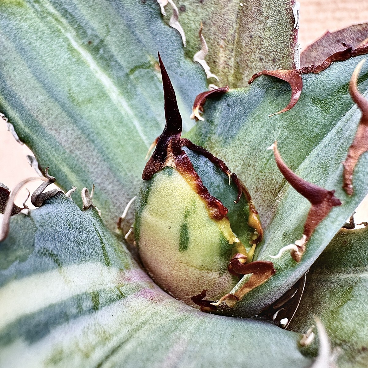Lj_plants】Q341 Sクラスは希少株 アガベ チタノタ 白鯨錦 鮮明錦 希少