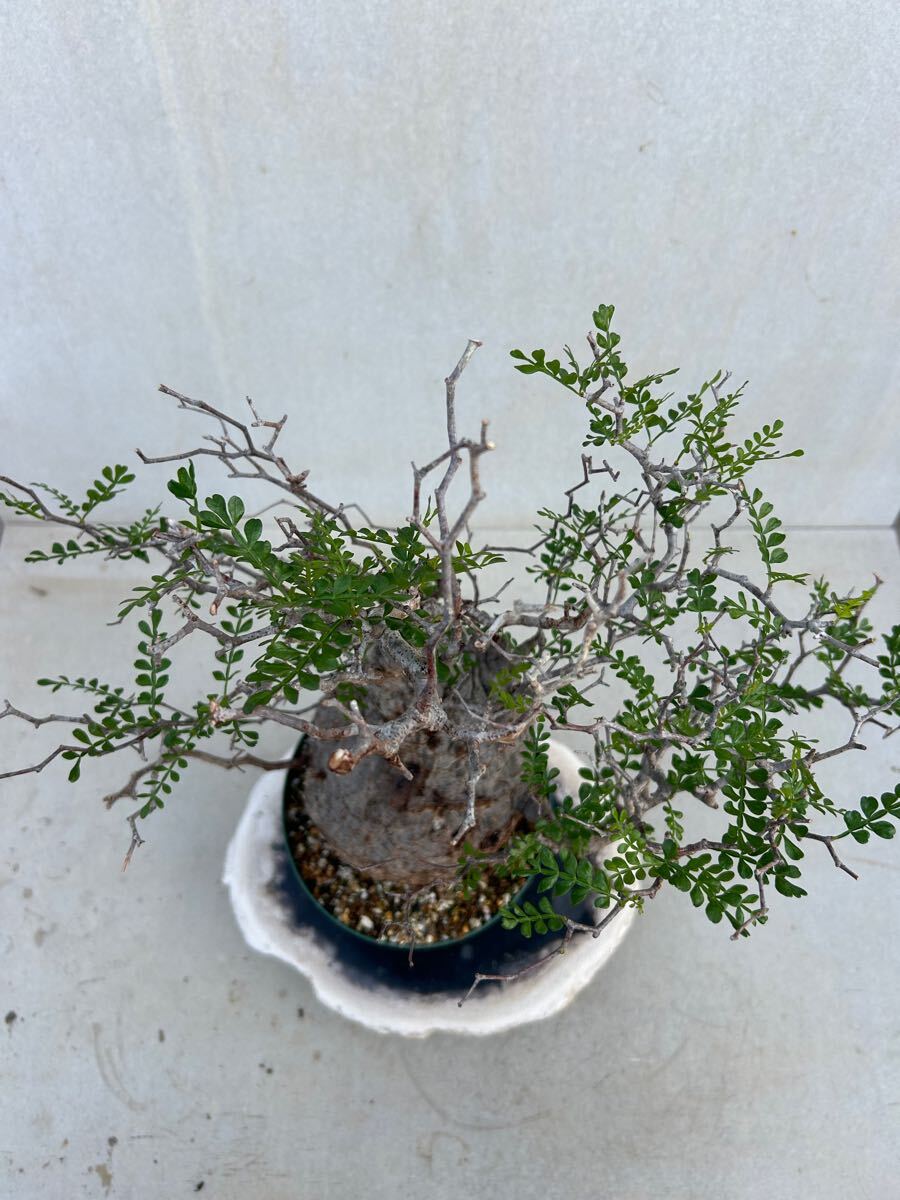 s*.様 オペルクリカリア パキプス 塊根植物 実生② 発根済み】オペルクリカリア パキプス特大 6号鉢② パキプス オペル