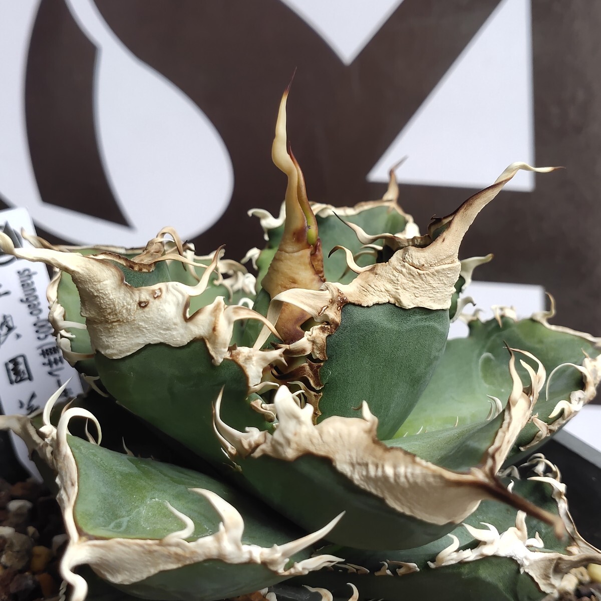 アガベ チタノタ 緑幽霊（レーサー）親株 809上澳園芸 アガベ チタノタ