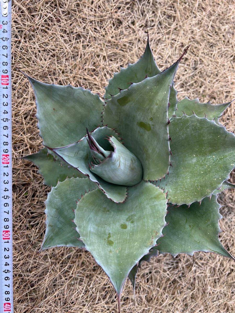 農園直送】大サイズ AGAVE アガベ オバティフォリア agave ovatifolia