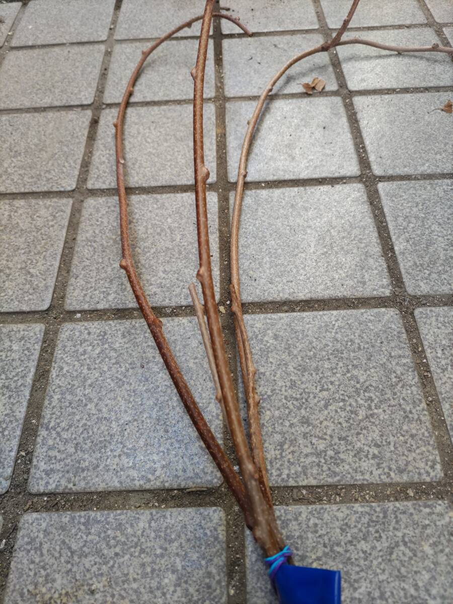 ベビーキウイ ジュネーブ 枝 3本２セットのみ_1