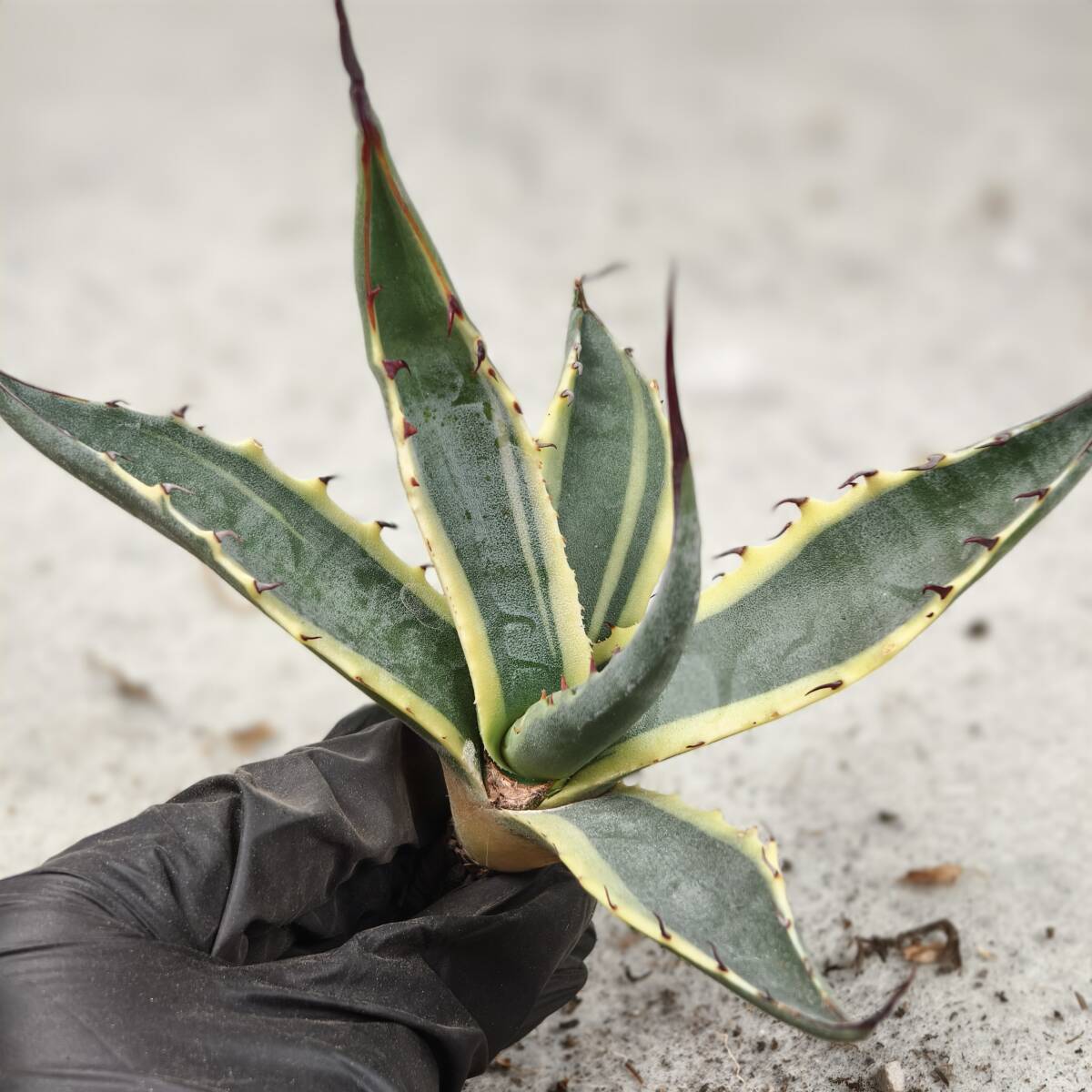 観葉植物 【FJ Agave】x98アガベ モンタナ錦 白覆輪斑 希少 極上 美株