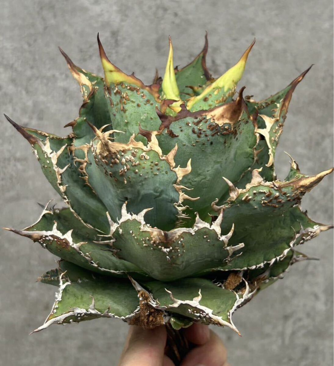 チタノタ アガベ Agave 金蟾王 titanota TC 1株 子株 メルカリ - P717