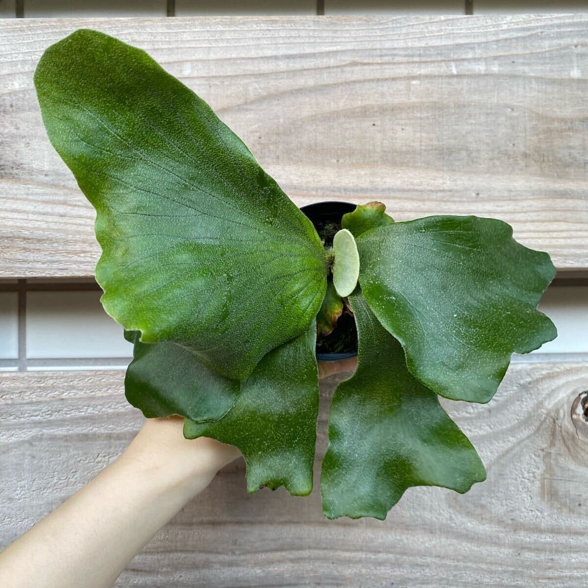 P. Neptune（stemaria×elephantotis)　ビカクシダ　_1