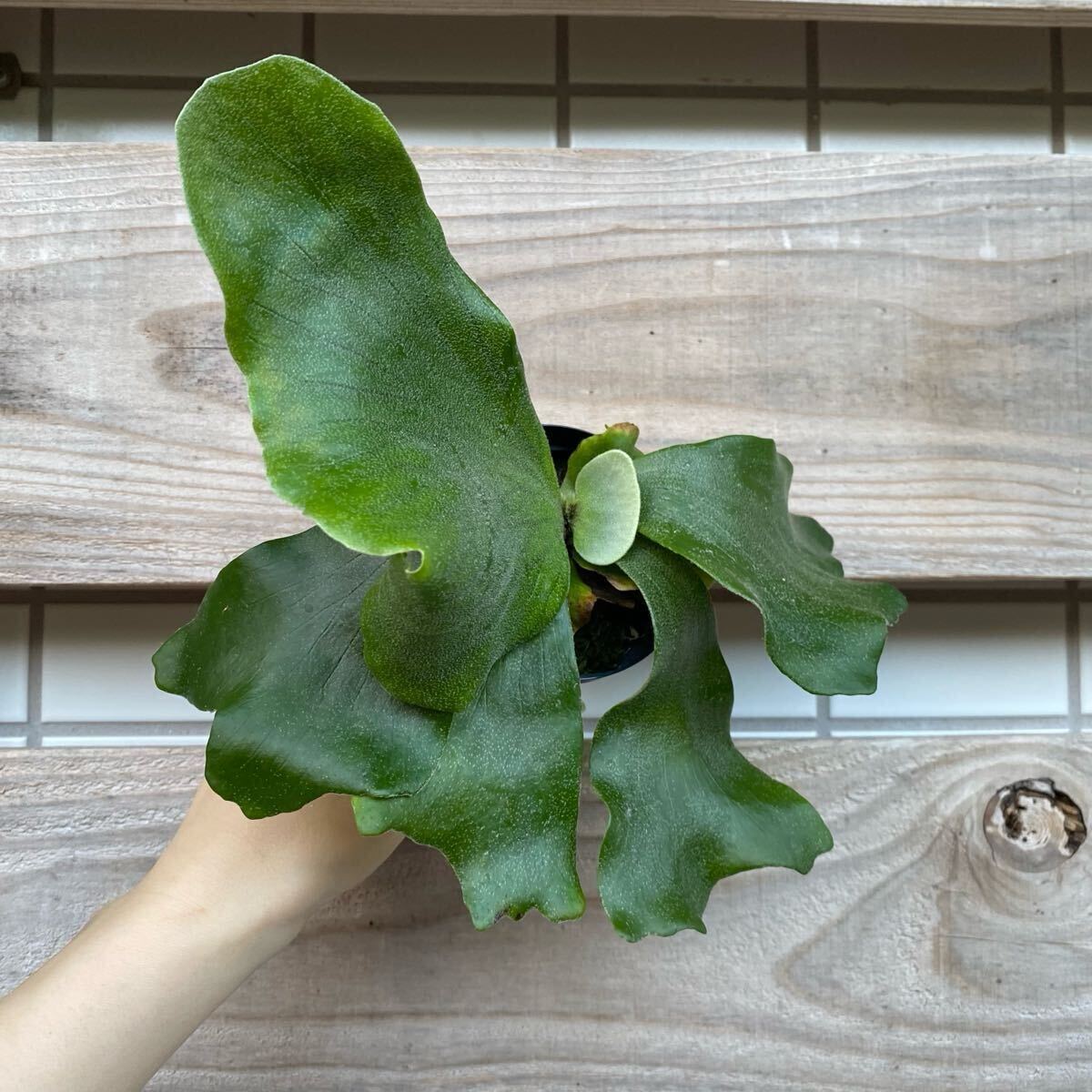 P. Neptune（stemaria×elephantotis)　ビカクシダ　_2